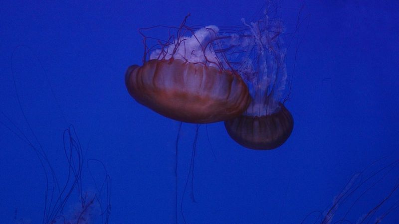 VÝLETY Z KARANTÉNY: Prohlédněte si největší medúzárium v Evropě